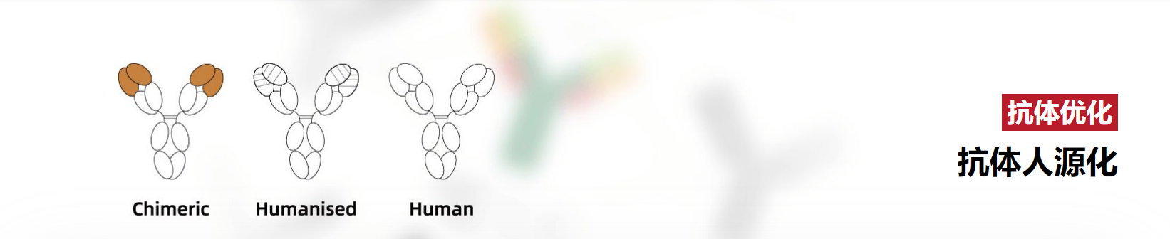 抗体人源化技术服务