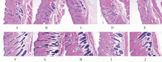 动物脱毛模型:医疗美容研究之不长发那些事儿