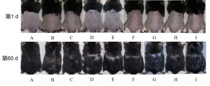 动物脱毛模型:医疗美容研究之不长发那些事儿