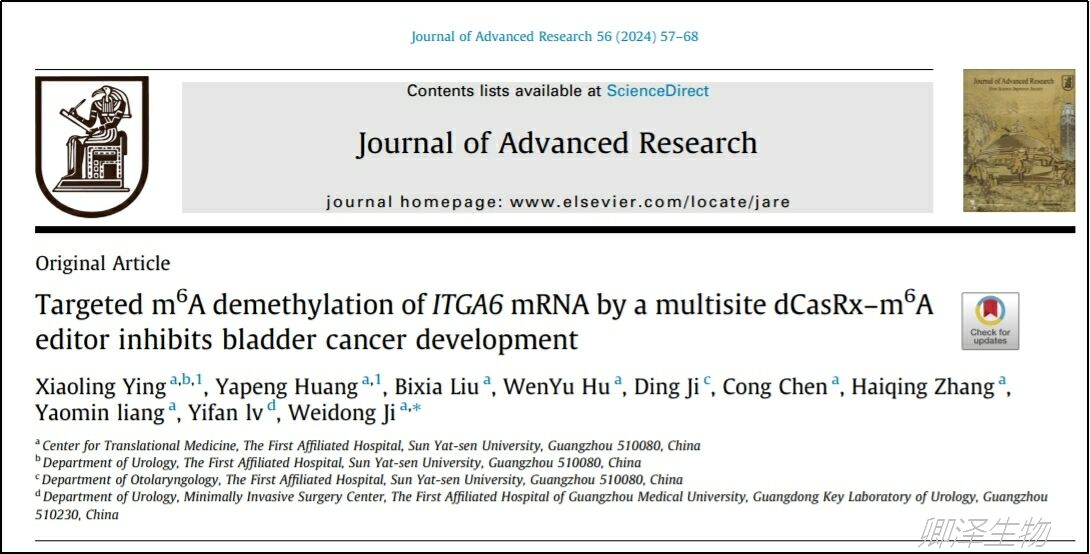 J Adv Res. | Polysome技术助力揭示治疗膀胱癌新工具的作用机制