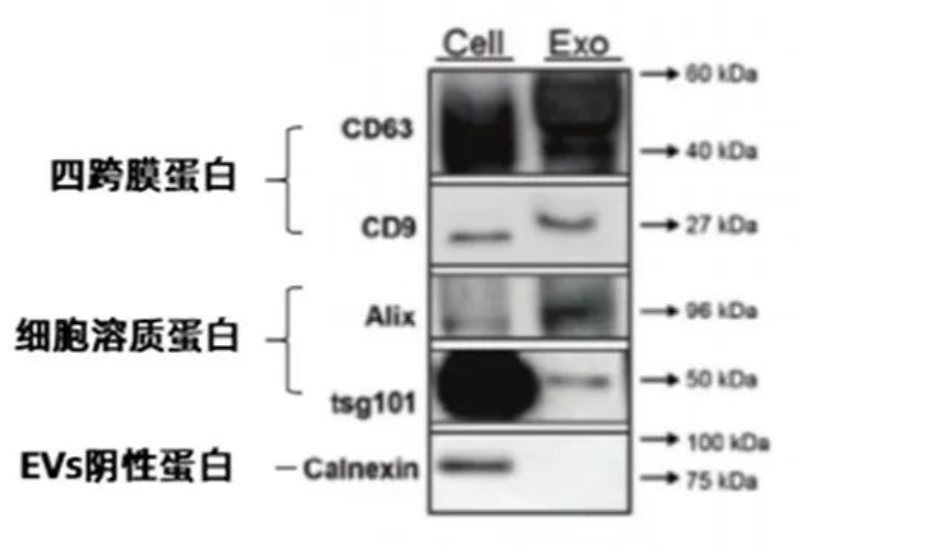 外泌体WB鉴定实验服务