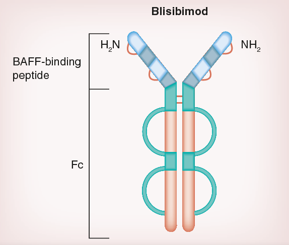新品速递|Blisibimod (A-623) —— 靶向BAFF的红斑狼疮创新疗法