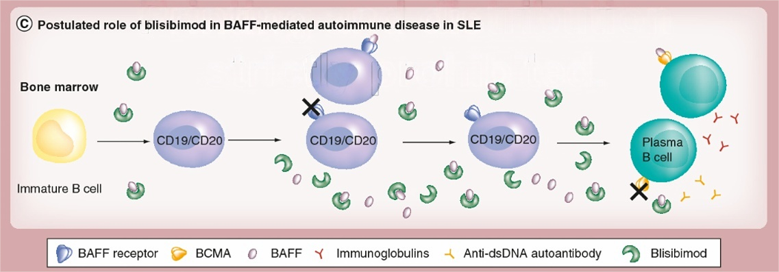 新品速递|Blisibimod (A-623) —— 靶向BAFF的红斑狼疮创新疗法
