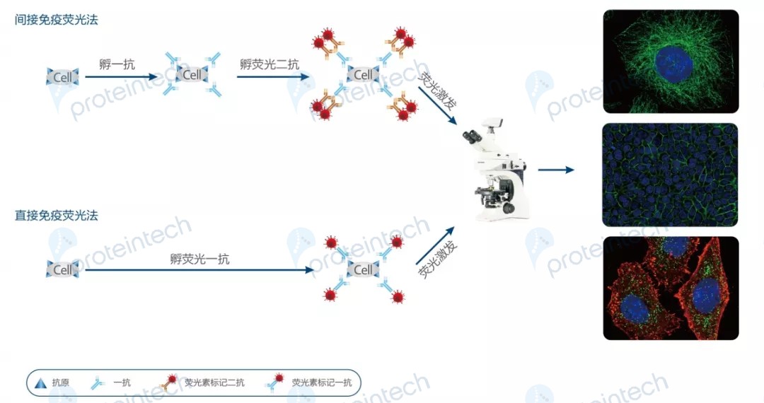 免疫荧光(IF)技术指南