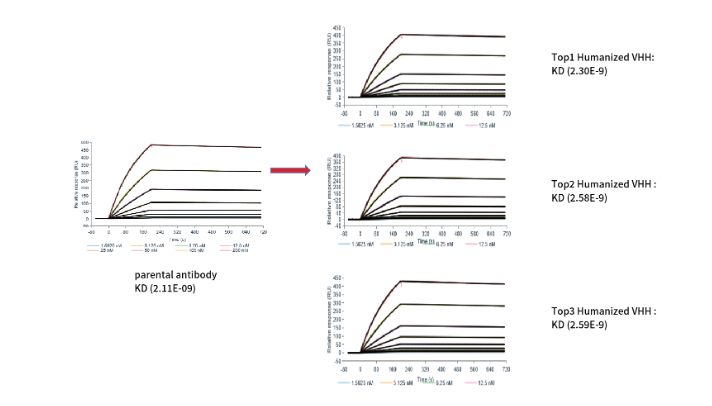 抗体人源化技术服务