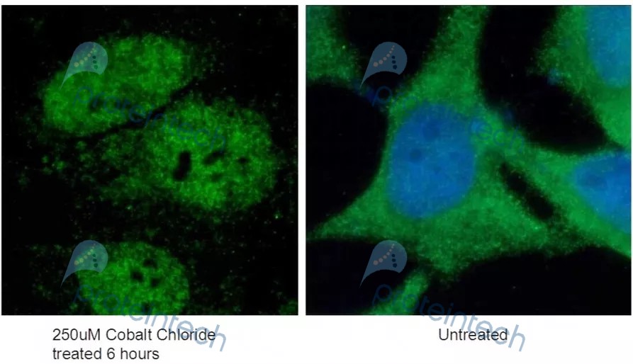 免疫荧光(IF)技术指南