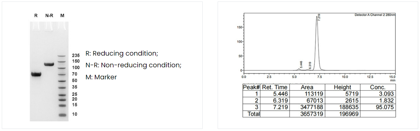 哺乳动物细胞蛋白表达