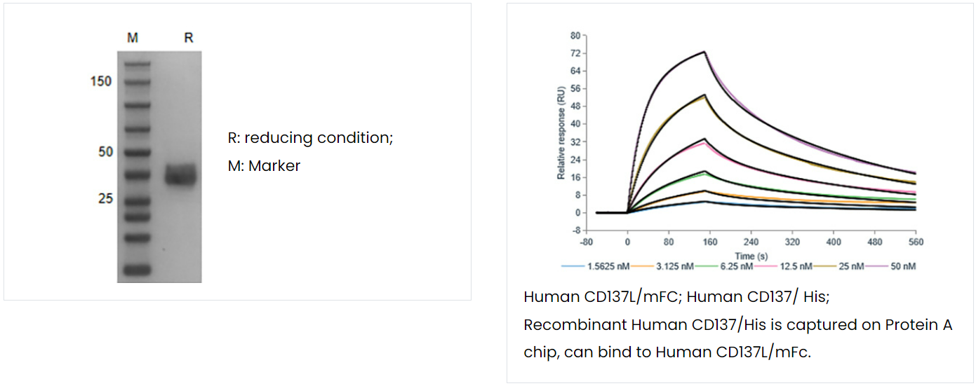 哺乳动物细胞蛋白表达
