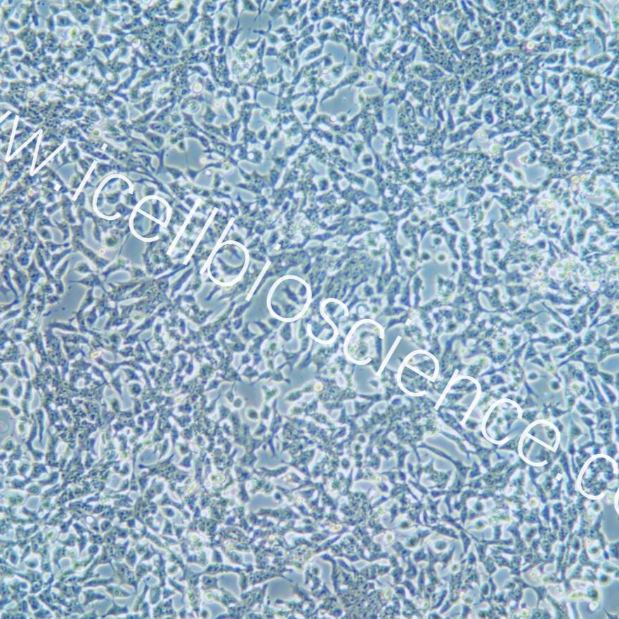 NE-4C 小鼠神经干细胞/种属鉴定/镜像绮点(Cellverse)