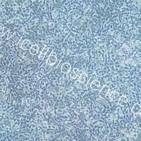 NE-4C 小鼠神经干细胞/种属鉴定/镜像绮点(Cellverse)