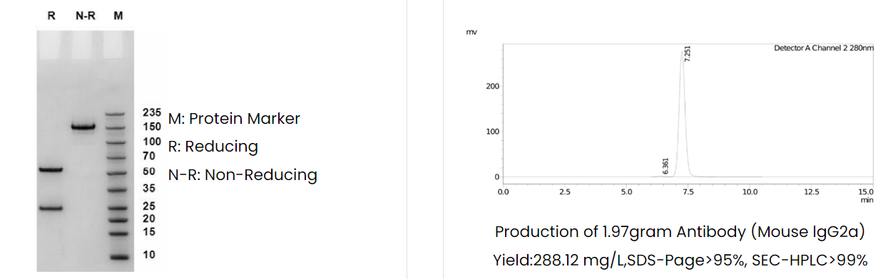 大规模重组抗体表达