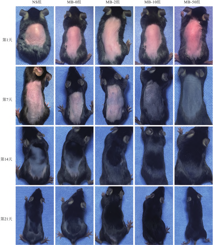 动物脱毛模型:医疗美容研究之不长发那些事儿