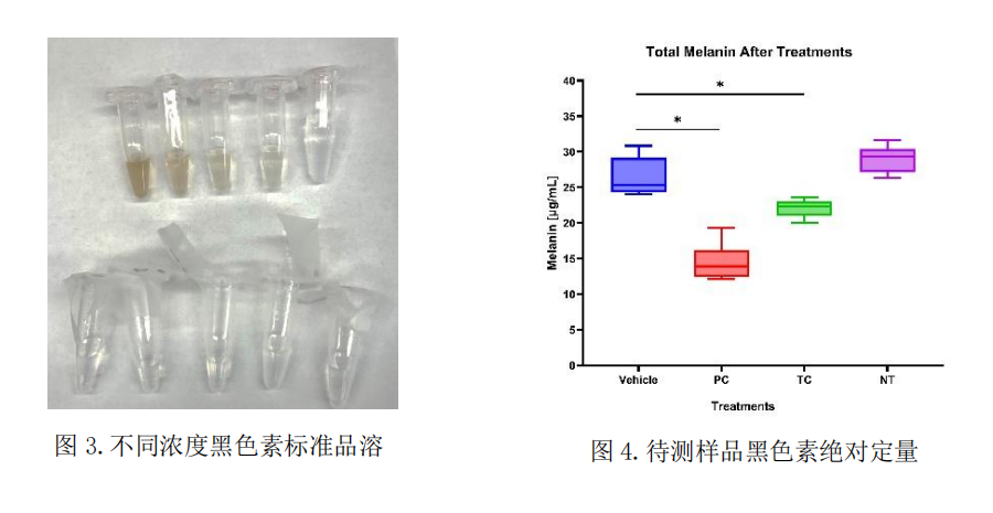 3D黑色素表皮模型--化妆品美白功效体外评估的可视化技术
