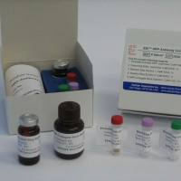 豚鼠前列腺素E2(PGE2)ELISA试剂盒