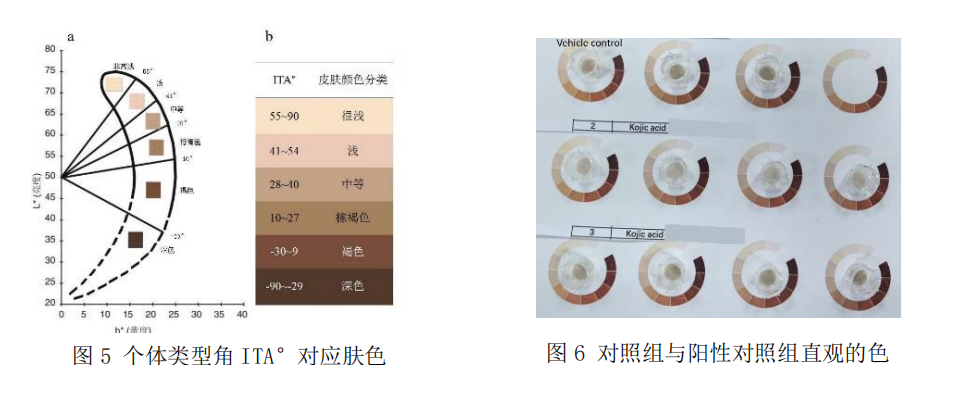 3D黑色素表皮模型--化妆品美白功效体外评估的可视化技术
