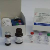 豚鼠皮质醇(Cortisol)ELISA试剂盒