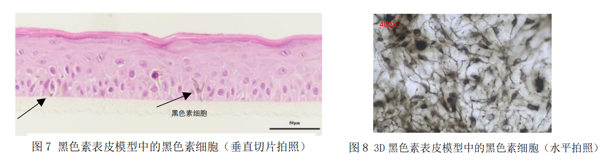 3D黑色素表皮模型--化妆品美白功效体外评估的可视化技术