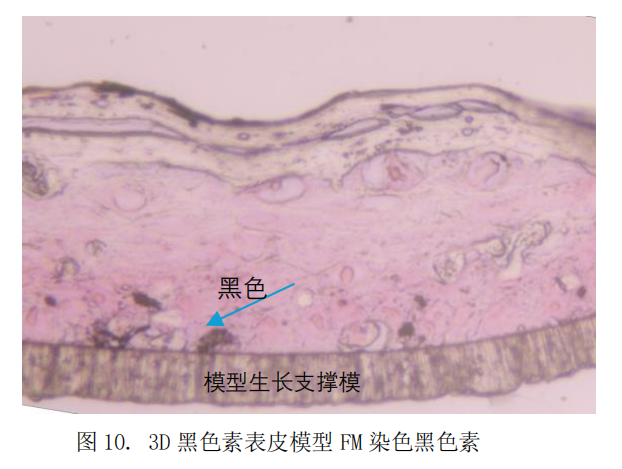 3D黑色素表皮模型--化妆品美白功效体外评估的可视化技术