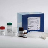 豚鼠嗜酸性粒细胞阳离子蛋白(ECP)ELISA试剂盒