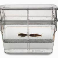 0.7L 繁育缸 (0.7L Tank)