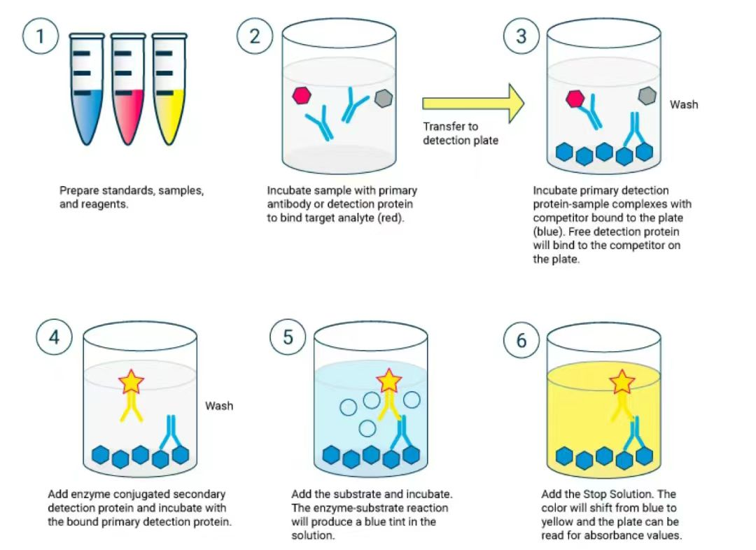 Avian Rotavirus Group A(ARV-A)