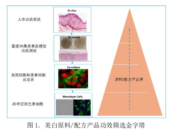 3D黑色素表皮模型--化妆品美白功效体外评估的可视化技术