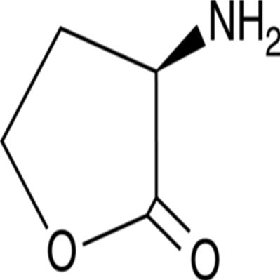 D-Homoserine lactone