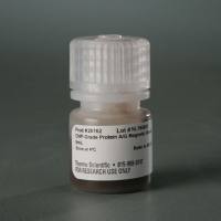 26162赛默飞Pierce ChIP级蛋白A/G磁珠抗体5mL蛋白纯化试剂Thermo