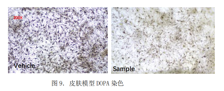 3D黑色素表皮模型--化妆品美白功效体外评估的可视化技术