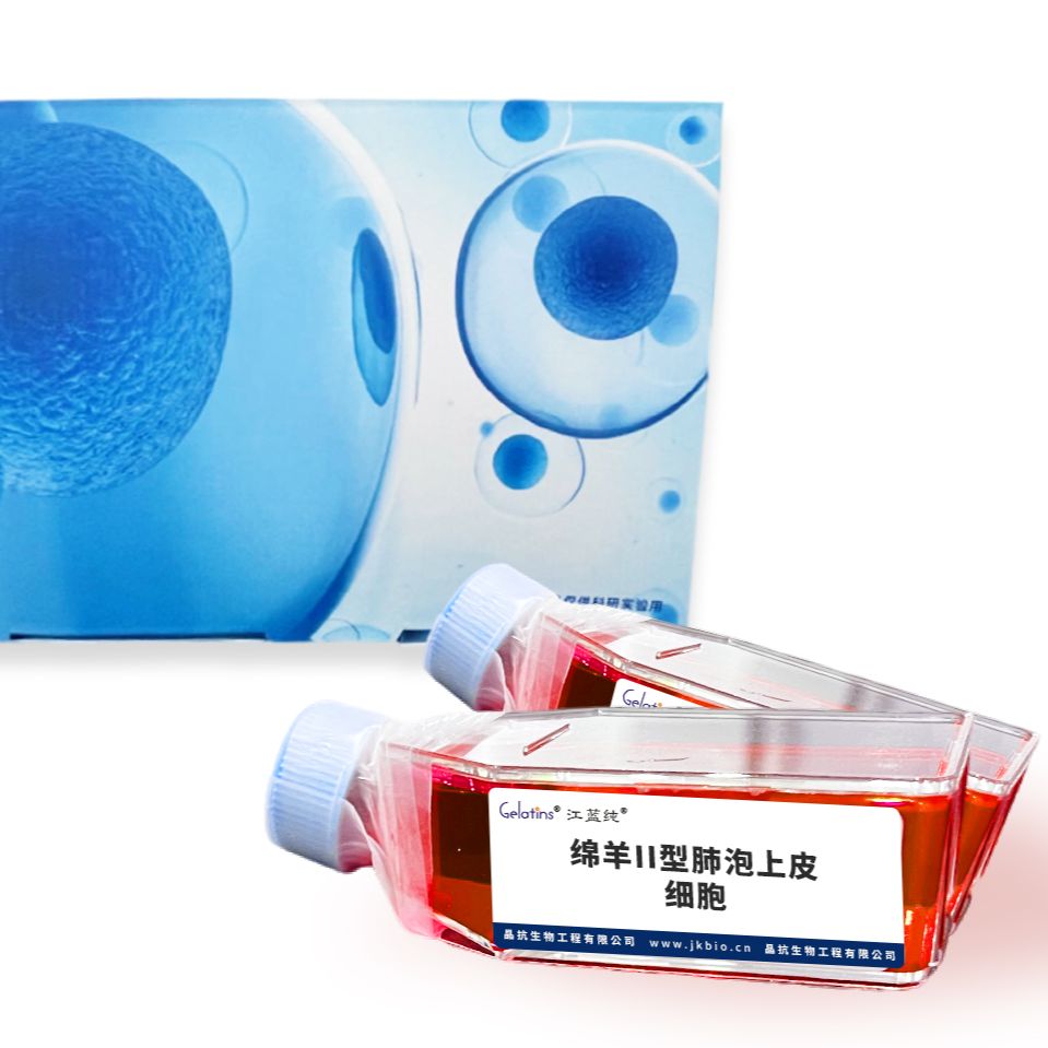 绵羊II型肺泡上皮细胞