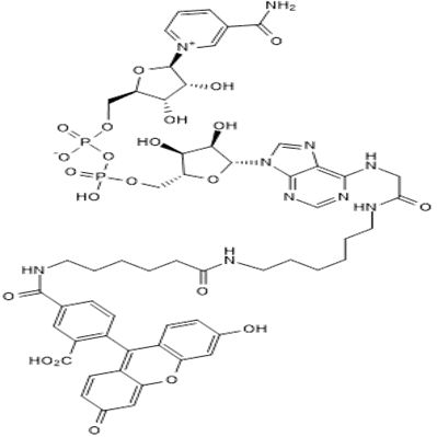 Fluorescein-NAD+