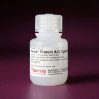 20421/20422赛默飞Pierce蛋白A/G琼脂糖蛋白树脂分析试剂Thermo
