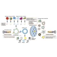 定制巨噬细胞膜(MMs)包裹负载Cas9-RNP的仿生纳米粒