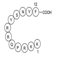 DAPK Substrate Peptide