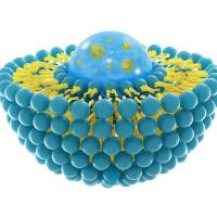 定制负载姜黄素（Cur）的柔性脂质体