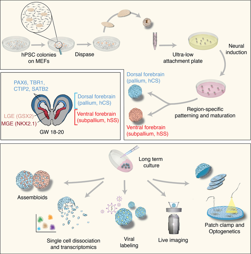 神奇的细胞因子系列之脑类器官培养