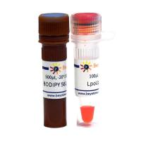 脂质过氧化检测试剂盒(BODIPY 581/591 C11)