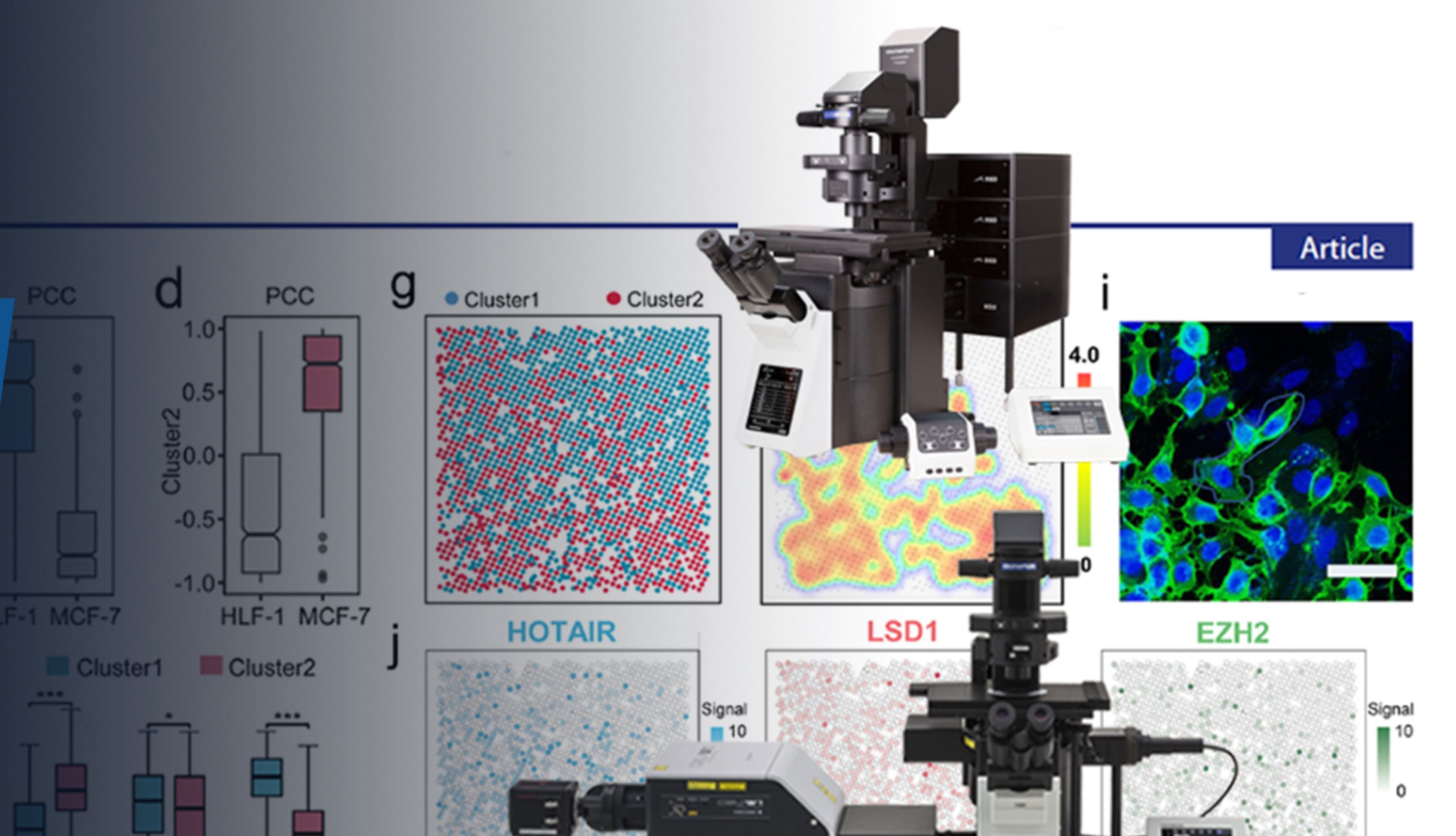 EVIDENT助力功能化纳米针芯片解析活细胞中lncRNA和RBP的时空交互异质性