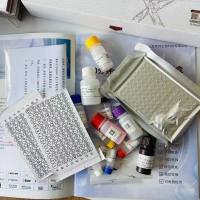 Bacteria细菌PCR试剂盒