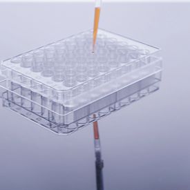 pCDH-CMV-CLDN5-EF1-Puro