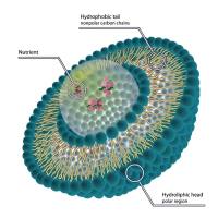 定制负载姜黄素（Cur）和还原型谷胱甘肽（GSH）的脂质体