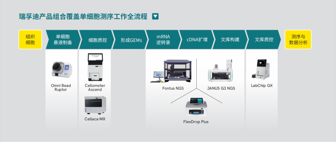 单细胞测序"加速器"：瑞孚迪，让功能基因组学研究更快一步!