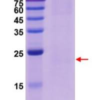 PLVX-CMV-USP7-AcGFP1-PGK-Puro
