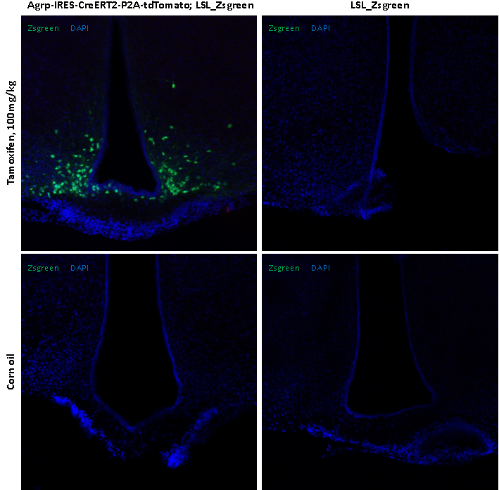 Agrp-IRES-CreERT2-P2A-tdTomato小鼠