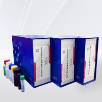  MaxEndoFree无内毒素质粒大提试剂盒 