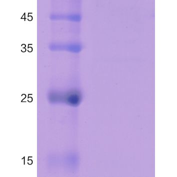 pCDH-CMV-ccl3-EF1-CopGFP-T2A-Puro产品图