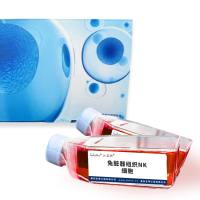 兔脏器组织NK细胞