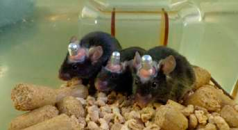 瑞沃德双管微量给药套管全新升级！满足您的不同实验需求