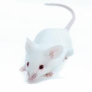 INS-GAS转基因小鼠