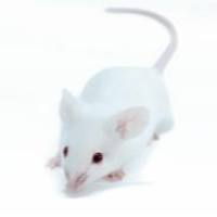 INS-GAS转基因小鼠